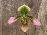 Paph. Apres Midi (appletonianum x hookerae) (2” pot)