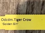 Double Spikes Odontocidium Tiger Crow 'Golden Girl' (3.5” pot) - Image 7