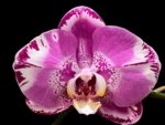 Double Spikes Phalaenopsis Dtps. Yu Pin Lady (4.5" pot)