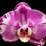 Double Spikes Phalaenopsis Dtps. Yu Pin Lady (4.5" pot)