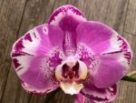 Double Spikes Phalaenopsis Dtps. Yu Pin Lady (4.5" pot) - Image 4