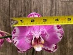 Double Spikes Phalaenopsis Dtps. Yu Pin Lady (4.5" pot) - Image 6