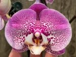 In Spikes Phalaenopsis Jillion (4.5” Pot) - Image 4