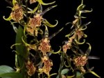 Double Spikes - Banfieldara Gilded Tower 'Mystic Maze' (3.5" pot) - Image 2