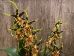 Double Spikes - Banfieldara Gilded Tower 'Mystic Maze' (3.5" pot) - Image 3