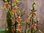 Double Spikes - Banfieldara Gilded Tower 'Mystic Maze' (3.5" pot) - Image 4