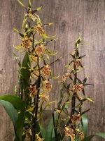 Double Spikes - Banfieldara Gilded Tower 'Mystic Maze' (3.5" pot) - Image 5