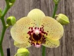 In Spikes Phalaenopsis I-Hsin Picachu (4.5" pot) - Image 2