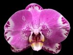 Double Spikes Phalaenopsis Dtps. Yu Pin Lady (4.5" pot) - Image 2