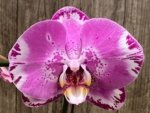 Double Spikes Phalaenopsis Dtps. Yu Pin Lady (4.5" pot) - Image 5