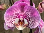In Spikes Phalaenopsis Jillion (4.5” Pot) - Image 3