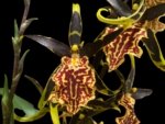 Double Spikes - Banfieldara Gilded Tower 'Mystic Maze' (3.5" pot)