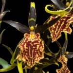 Double Spikes - Banfieldara Gilded Tower 'Mystic Maze' (3.5" pot)