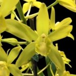 In Bloom Grammatocymbidium Memoria Nathan Newman (4” Pot)