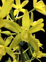 In Bloom Grammatocymbidium Memoria Nathan Newman (4” Pot)