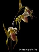 Paph. Kolokopingii Var. Topperi x Stonei (5”Pot) - Image 2