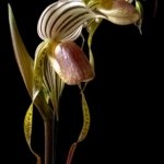 Paph. Kolokopingii Var. Topperi x Stonei (5”Pot)