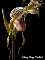 Paph. Kolokopingii Var. Topperi x Stonei (5”Pot)