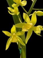 In Bloom Grammatocymbidium Memoria Nathan Newman (4” Pot) - Image 2