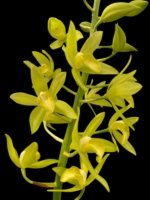 In Spike Large Plants Grammatocymbidium Memoria Nathan Newman (5” Pot) - Image 3