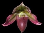 Paphiopedilum Calico Kitty x superbiens v. curtsii (3.5” pot) - Image 4