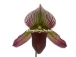 Paphiopedilum Calico Kitty x superbiens v. curtsii (3.5” pot) - Image 2