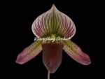 In Spike Paphiopedilum Calico Kitty x superbiens v. curtsii (3.5” pot)