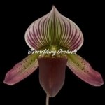 In Spike Paphiopedilum Calico Kitty x superbiens v. curtsii (3.5” pot)