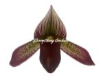 Paphiopedilum Calico Kitty x superbiens v. curtsii (3.5” pot) - Image 3