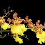 Oncidium Sweet Ears 'Big Shot (3.5” Pot)