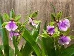 Zygoneria Adelaide Meadows ‘SVO 4n’ (2” pot) - Image 3