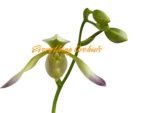 In Spike Paphiopedilum Quintal Wonder & lowii alba (3.5” Pot) - Image 2