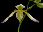 In Spike Paphiopedilum Quintal Wonder & lowii alba (3.5” Pot)
