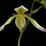 In Spike Paphiopedilum Quintal Wonder & lowii alba (3.5” Pot)