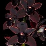 Cymbidium Cali Night ‘Black Shower’ (3.5" pot)