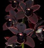Cymbidium Cali Night ‘Black Shower’ (3.5" pot)