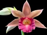 Phaius Lady Ramona Harris 'Looking you' (3.5” pot)