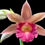 Phaius Lady Ramona Harris 'Looking you' (3.5” pot)