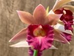 Phaius Lady Ramona Harris 'Looking you' (3.5” pot) - Image 3