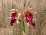 Phaius Lady Ramona Harris 'Looking you' (3.5” pot) - Image 6