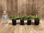 In Spike Paphiopedilum fairrieanum v. album 'Green Satin' × 'Toteum' x fowllei album (2” pot) - Image 2