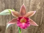 Phaius Lady Ramona Harris 'Looking you' (3.5” pot) - Image 4