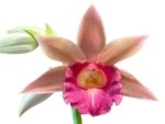 Phaius Lady Ramona Harris 'Looking you' (3.5” pot) - Image 2