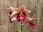 Phaius Lady Ramona Harris 'Looking you' (3.5” pot) - Image 5