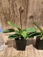 In Spike Paphiopedilum fairrieanum v. album 'Green Satin' × 'Toteum' x fowllei album (2” pot) - Image 4
