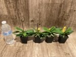 In Spike Paphiopedilum fairrieanum v. album 'Green Satin' × 'Toteum' x fowllei album (2” pot) - Image 3