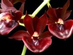Double Spikes Catasetum Mark's Red Hermosa (3.5” pot)