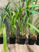 Cymbidium Milton Carpenter 'Everglades Gold' AM/AOS (3.5" pot) - Image 6
