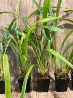 Cymbidium Milton Carpenter 'Everglades Gold' AM/AOS (3.5" pot) - Image 5
