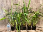 Cymbidium Milton Carpenter 'Everglades Gold' AM/AOS (3.5" pot) - Image 2